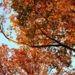 Feuillage d'automne des chênes du Domaine du Centaure